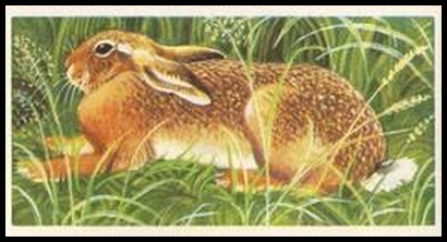 58BBBWL 22 The Brown Hare.jpg
